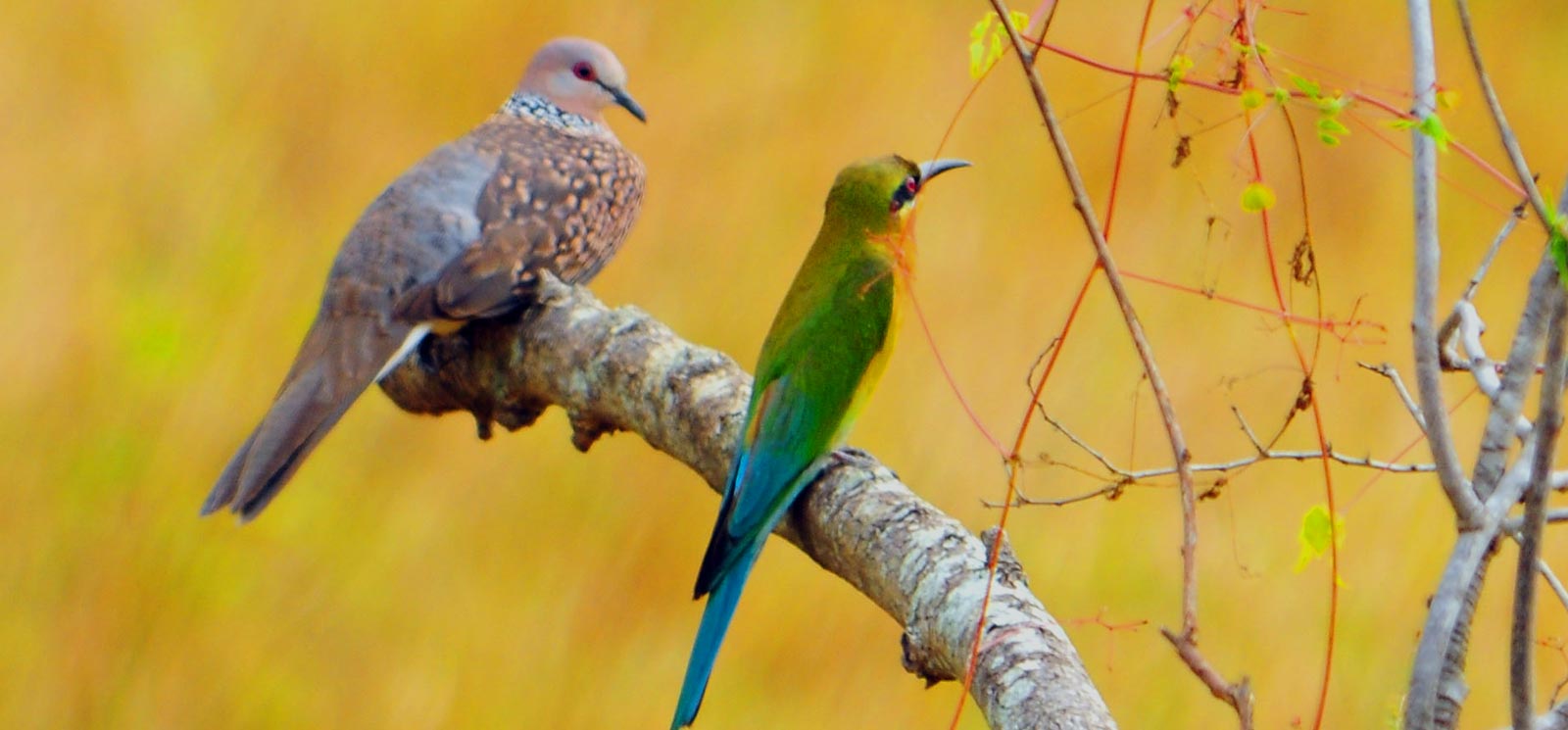 Unique local experiences in Sigiriya 