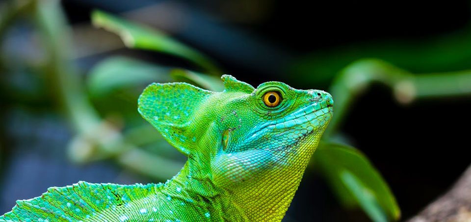 Hump nose lizard in Sri Lanka