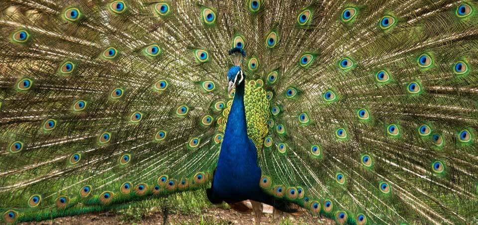 Bird watching near Sigiriya