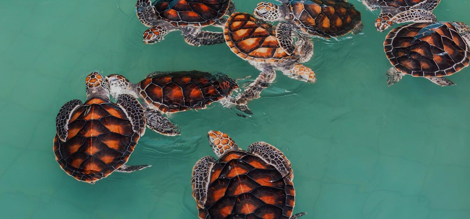 Sea turtles in Sri Lanka