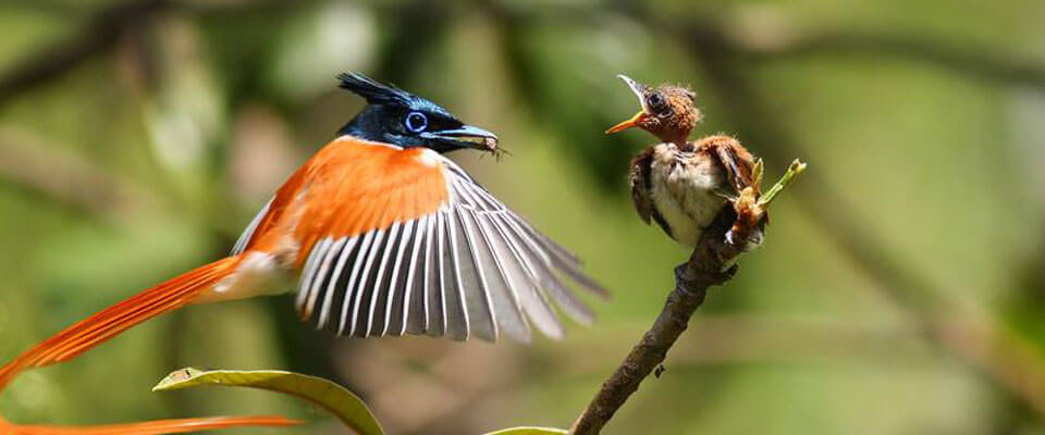 Ceylon Paradise Flycatcher