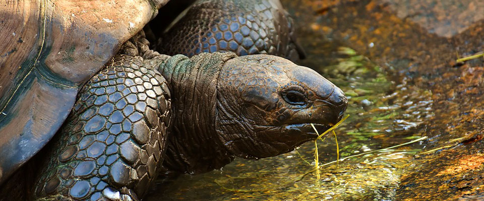Sea turtles in Sri Lanka