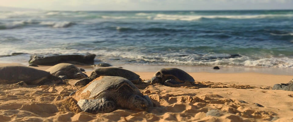 Turtles nesting in Kosgoda, Sri Lanka