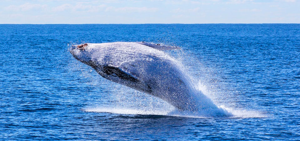 Whale and dolphin watching at Mirissa, Sri Lanka